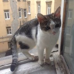 Подробнее об объявлении «Пропала кошка Санкт-Петербург» Фото: пропала кошка  «Пропала кошка Санкт-Петербург» в г. Санкт-Петербург