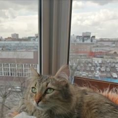 Подробнее об объявлении «Пропал кот Москва» Фото: пропала кошка  «Пропал кот Москва» в г. Москва