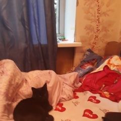 Подробнее об объявлении «Пропала кошка Пушкин» Фото: пропала кошка  «Пропала кошка Пушкин» в г. Пушкин