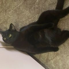 ����: ������� �����  ���� ������ ��� � �. ���