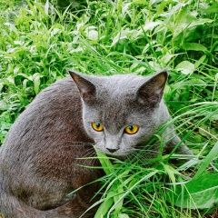 Подробнее об объявлении «Пропал кот Хабаровск» Фото: пропала кошка  «Пропал кот Хабаровск» в г. Хабаровск