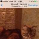 Подробнее об объявлении «Нижний Новгород Пропала кошка проспект союзный сормовский район» Фото: пропала кошка Мейн-кун «Нижний Новгород Пропала кошка проспект союзный...» в г. Нижний Новгород