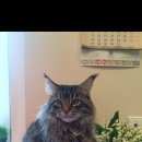 Подробнее об объявлении «Подольск Пропал кот» Фото: пропала кошка Мейн-кун «Подольск Пропал кот» в г. Подольск