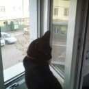 Подробнее об объявлении «Пропала кошка Оренбург» Фото: пропала кошка  «Пропала кошка Оренбург» в г. Оренбург