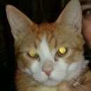 Подробнее об объявлении «Москва Пропал кот рыжик» Фото: пропала кошка  «Москва Пропал кот рыжик» в г. Москва