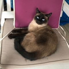 Подробнее об объявлении «Пропала кошка снт полянка, 23 км.калужское шоссе Москва» Фото: пропала кошка Сиамская «Пропала кошка снт полянка, 23 км.калужское...» в г. Москва