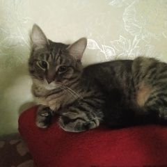 Подробнее об объявлении «Пропал кот Кострома» Фото: пропала кошка  «Пропал кот Кострома» в г. Кострома