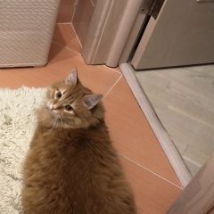 Подробнее об объявлении «Воронеж Пропал кот» Фото: пропала кошка  «Воронеж Пропал кот» в г. Воронеж