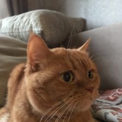 Подробнее об объявлении «Пропала кошка Арзамас» Фото: пропала кошка  «Пропала кошка Арзамас» в г. Арзамас