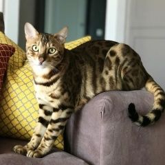 Подробнее об объявлении «Пермь Пропал кот - бенгал» Фото: пропала кошка Бенгальская кошка «Пермь Пропал кот - бенгал» в г. Пермь