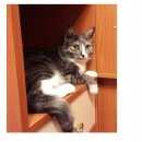 Подробнее об объявлении «Омск Пропал кот» Фото: пропала кошка  «Омск Пропал кот» в г. Омск