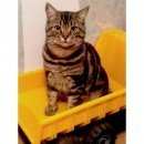 Подробнее об объявлении «Чехов Пропал кот» Фото: пропала кошка Бенгальская «Чехов Пропал кот» в г. Чехов