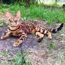 Подробнее об объявлении «Пропал кот Черноголовка» Фото: пропала кошка Бенгальская «Пропал кот Черноголовка» в г. Черноголовка