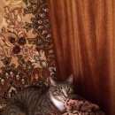 Подробнее об объявлении «Тула Пропала кошка кот» Фото: пропала кошка  «Тула Пропала кошка кот» в г. Тула