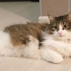 Подробнее об объявлении «Пропала кошка Давлеканово» Фото: пропала кошка  «Пропала кошка Давлеканово» в г. Давлеканово