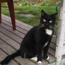 Подробнее об объявлении «Пропал кот Щербинка» Фото: пропала кошка  «Пропал кот Щербинка» в г. Щербинка