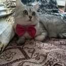 Подробнее об объявлении «Пропал кот Оренбург» Фото: пропала кошка Британская короткошерстная «Пропал кот Оренбург» в г. Оренбург