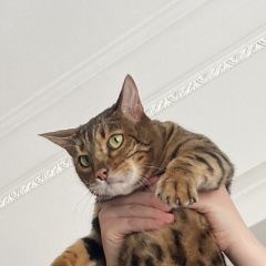 Подробнее об объявлении «Пропал кот бенгальский кот по кличке фауст Магнитогорск» Фото: пропала кошка Бенгальская кошка «Пропал кот бенгальский кот по кличке фауст...» в г. Магнитогорск