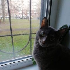 Подробнее об объявлении «Пропала кошка темносерая с красным ошейником Москва» Фото: пропала кошка  «Пропала кошка темносерая с красным ошейником...» в г. Москва