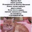 Подробнее об объявлении «Пропала кошка Симферополь» Фото: пропала кошка  «Пропала кошка Симферополь» в г. Симферополь