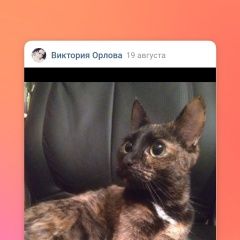 Подробнее об объявлении «Обнинск Пропала кошка» Фото: пропала кошка  «Обнинск Пропала кошка» в г. Обнинск