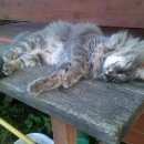 Подробнее об объявлении «Подольск Пропал кот марсик» Фото: пропала кошка  «Подольск Пропал кот марсик» в г. Подольск