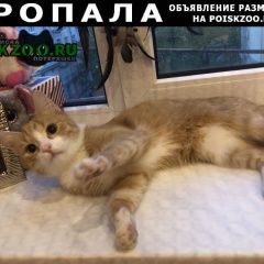 Подробнее об объявлении «Пропала кошка, московский район Санкт-Петербург» Фото: пропала кошка  «Пропала кошка, московский район Санкт-Петербург» в г. Санкт-Петербург