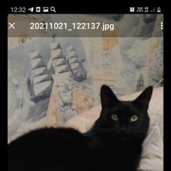 Подробнее об объявлении «Пропал кот в снп талицы-1 Дедовск» Фото: пропала кошка  «Пропал кот в снп талицы-1 Дедовск» в г. Дедовск