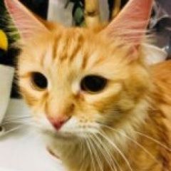 Подробнее об объявлении «Пропала кошка Москва» Фото: пропала кошка Сибирская «Пропала кошка Москва» в г. Москва