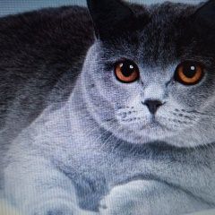 Подробнее об объявлении «Пропал кот Курганинск» Фото: пропала кошка Британская короткошерстная кошка «Пропал кот Курганинск» в г. Курганинск