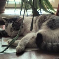 Подробнее об объявлении «Пропал кот на ул. пушкина, д.10 Орехово-Зуево» Фото: пропала кошка  «Пропал кот на ул. пушкина, д.10 Орехово-Зуево» в г. Орехово-Зуево