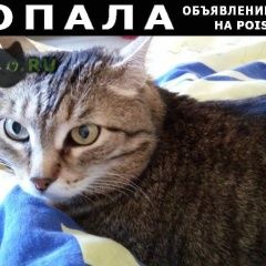 Подробнее об объявлении «Пропала кошка Тюмень» Фото: пропала кошка  «Пропала кошка Тюмень» в г. Тюмень