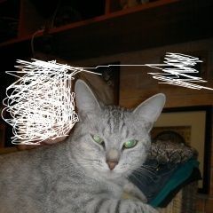 Подробнее об объявлении «Пропал кот Москва» Фото: пропала кошка  «Пропал кот Москва» в г. Москва