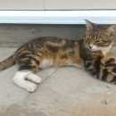 Подробнее об объявлении «Москва Пропал кот барсик» Фото: пропала кошка  «Москва Пропал кот барсик» в г. Москва