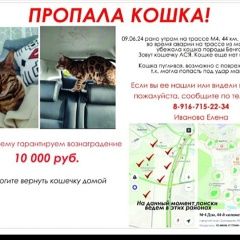 Подробнее об объявлении «Пропала кошка просим помощи в поиске кошки Домодедово» Фото: пропала кошка Бенгальская кошка «Пропала кошка просим помощи в поиске кошки...» в г. Домодедово