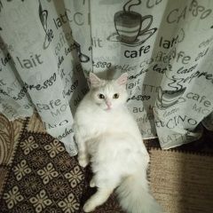 ����: ������� �����  �������� ����� �������� ����� ����-������� � �. ����-�������