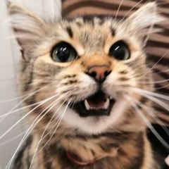 Подробнее об объявлении «Пропала кошка Калининград (Кенигсберг)» Фото: пропала кошка  «Пропала кошка Калининград (Кенигсберг)» в г. Калининград (Кенигсберг)