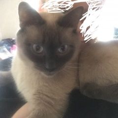 Подробнее об объявлении «Пропала кошка Москва» Фото: пропала кошка Тайская «Пропала кошка Москва» в г. Москва