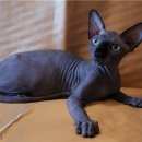 Подробнее об объявлении «Москва Пропал кот» Фото: пропала кошка Канадский сфинкс «Москва Пропал кот» в г. Москва