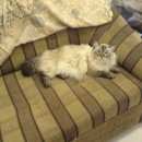 Подробнее об объявлении «Пропала кошка кот Тюмень» Фото: пропала кошка  «Пропала кошка кот Тюмень» в г. Тюмень