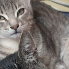 Подробнее об объявлении «Пропала кошка светло серая Сходня» Фото: пропала кошка  «Пропала кошка светло серая Сходня» в г. Сходня
