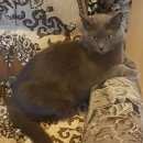 Подробнее об объявлении «Подольск Пропал кот» Фото: пропала кошка Русская голубая «Подольск Пропал кот» в г. Подольск