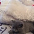Подробнее об объявлении «Пропал котёнок британец Москва» Фото: пропала кошка Британская короткошерстная «Пропал котёнок британец Москва» в г. Москва