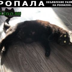 Подробнее об объявлении «Красноярск Пропал кот убежал кот» Фото: пропала кошка  «Красноярск Пропал кот убежал кот» в г. Красноярск