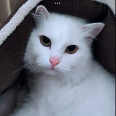 Подробнее об объявлении «Калининград (Кенигсберг) Пропала кошка белая кошка на улице октябрьская» Фото: пропала кошка  «Калининград (Кенигсберг) Пропала кошка белая...» в г. Калининград (Кенигсберг)