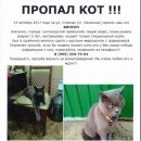 Подробнее об объявлении «Пропал кот вилсон Волгоград» Фото: пропала кошка Шотландская вислоухая «Пропал кот вилсон Волгоград» в г. Волгоград