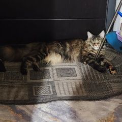 Подробнее об объявлении «Донецк (ДНР) Пропала кошка породы мейн-кун» Фото: пропала кошка Мейн-кун «Донецк (ДНР) Пропала кошка породы мейн-кун» в г. Донецк (ДНР)