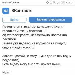 Подробнее об объявлении «Пропала кошка в городе Пушкино» Фото: пропала кошка Британская короткошерстная «Пропала кошка в городе Пушкино» в г. Пушкино