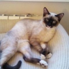 Подробнее об объявлении «Пропал кот сиамский кот Томск» Фото: пропала кошка Сиамская «Пропал кот сиамский кот Томск» в г. Томск