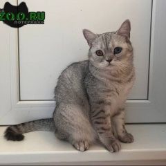 Подробнее об объявлении «Пропал кот Красногорск» Фото: пропала кошка  «Пропал кот Красногорск» в г. Красногорск